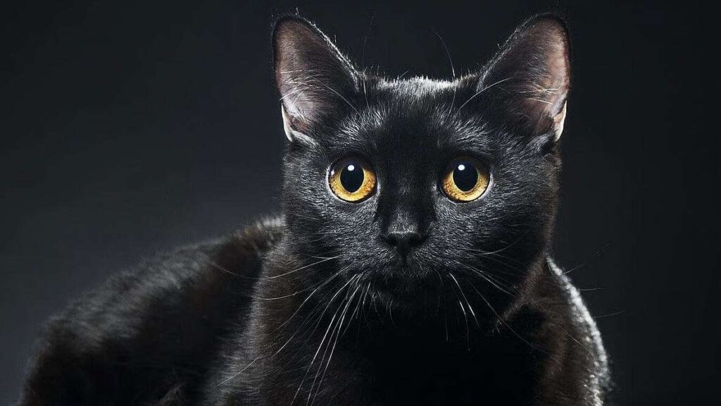 During the Middle Ages, European superstition tied black cats to witchcraft.