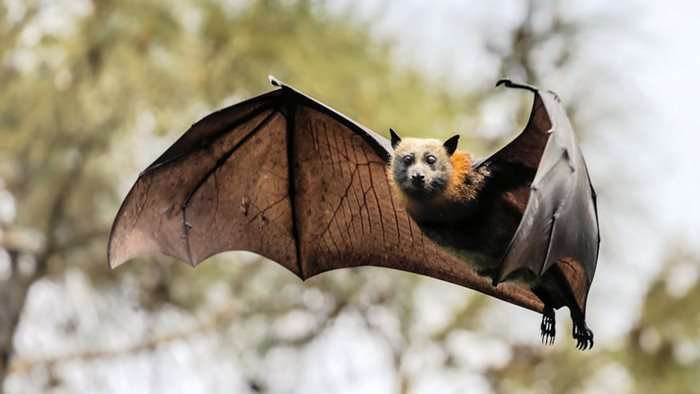 Bats' connection to Halloween originates in a very different perception.